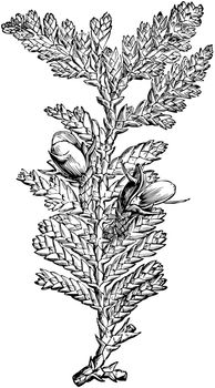 Fruiting Branchlet of Libocedrus Doniana vintage illustration. 