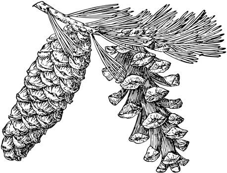 Pine Cone of Foxtail Pine vintage illustration. 