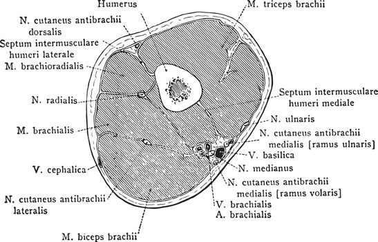 Cross Section Through Lower Third of the Upper Arm, vintage illu