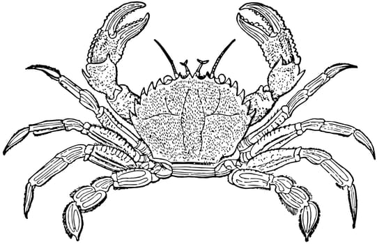Velvet Crab, vintage illustration.
