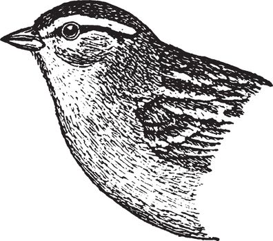 Chipping Sparrow, vintage illustration.