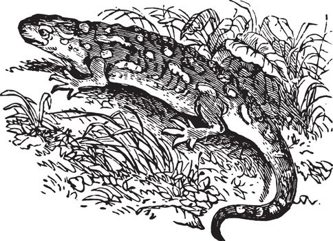 Cold Blooded Salamander, vintage illustration.