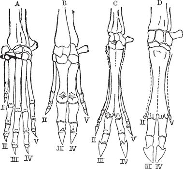 Hands of Vertebrates, vintage illustration
