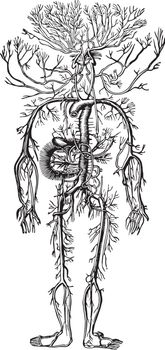 The Arterial System, vintage illustration.