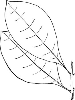 Genus Chionanthus, L. (Fringe Tree) vintage illustration. 