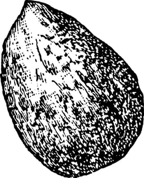 Almond vintage illustration. 