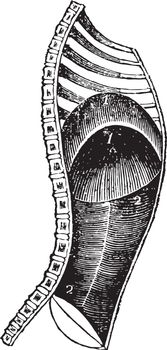 Diaphragm During Expiration, vintage illustration.