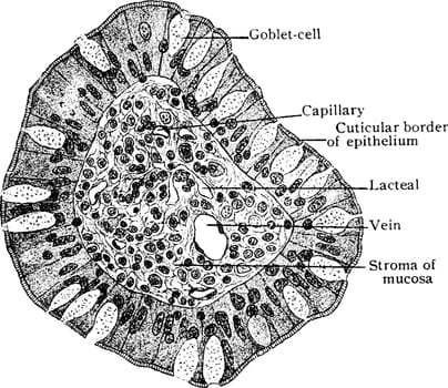 Transverse Section of Villus of Small Intestine, vintage illustr