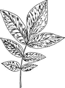 Hickory Leaf vintage illustration. 