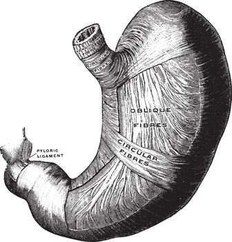 This illustration represents Deep Muscles of the Stomach, vintage line drawing or engraving illustration.