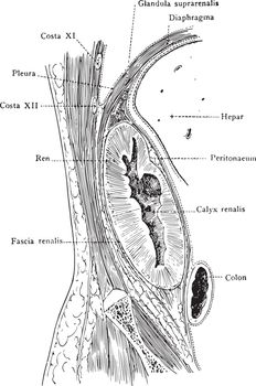 Frontal Section Through Kidney, vintage illustration.