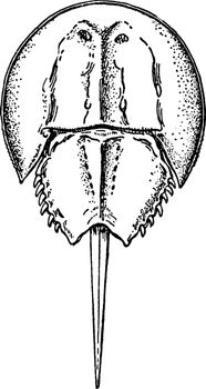 Limulus Polyphemus, vintage illustration.
