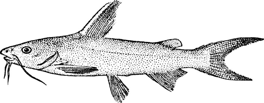Saltwater Catfish, vintage illustration.