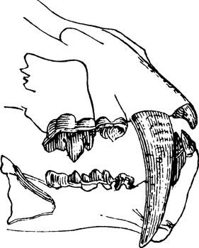 Saber Toothed Cat, vintage illustration.