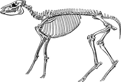 Skeleton of a mesohippus bairdi, vintage illustration.