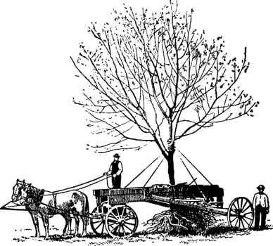 Tree relocation vintage illustration. 