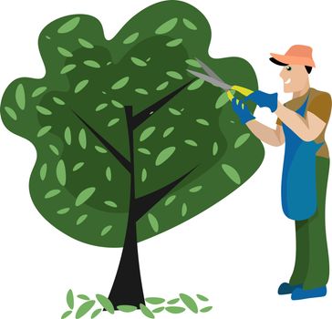 Gardener trimming a tree, illustration, vector on white backgrou