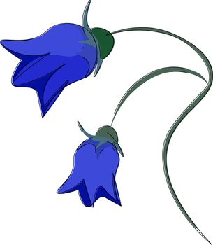 Bright bellflower vector or color illustration