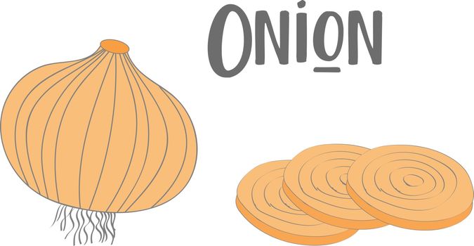 Drawing of a whole onion and three slices of onion vector or col