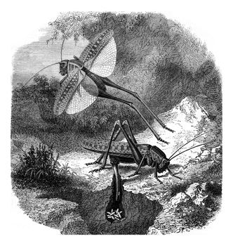The saber Grasshopper laying eggs, vintage engraving.