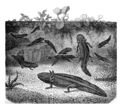 The Mexican Axolotl, vintage engraving.