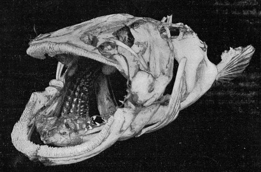 Skeleton of the head with branchial ares of a bony fish, vintage