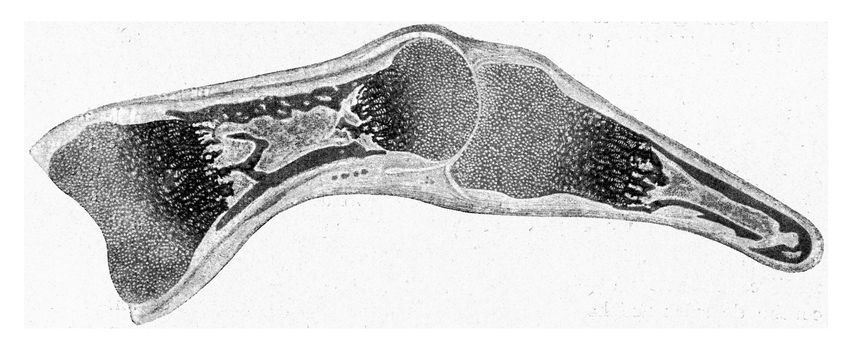 Longitudinal segment through the finger of a human embryo of a c