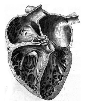 The heart of man, vintage engraving.