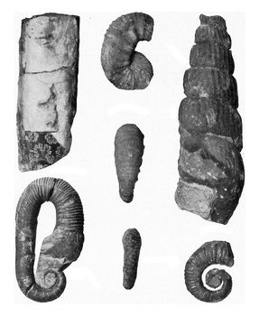 Accessory forms of the Ammonites of the Cretaceous Formation, vi