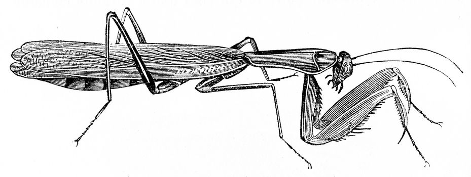 Praying mantis, vintage engraving.