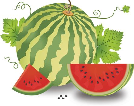 Watermelon, illustration