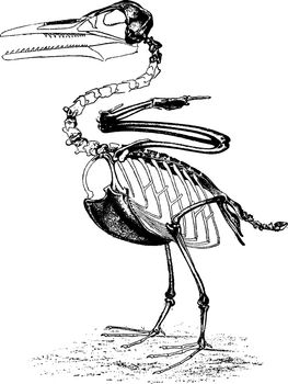 The toothed birds of the Cretaceous period, Ichthyornis Victor o