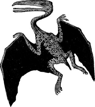 The Pterodactyle, vintage engraving.