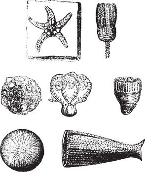 Echinoderms and Polypiers of the secondary age, vintage engravin