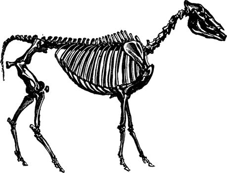 Fossil skeleton of a hipparion, vintage engraving.