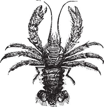 Squat lobster, vintage engraving.