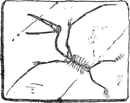 Pterodactyl or Pterosaurs, vintage engraving.