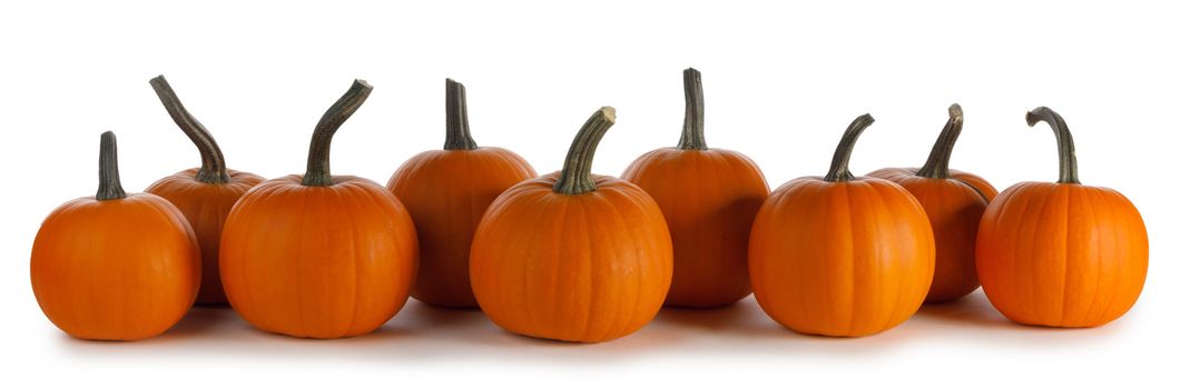 Pumpkins in a row on white background