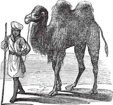 Bactrian camel or Camelus bactrianus vintage engraving