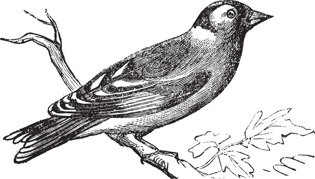 Finch vintage engraving