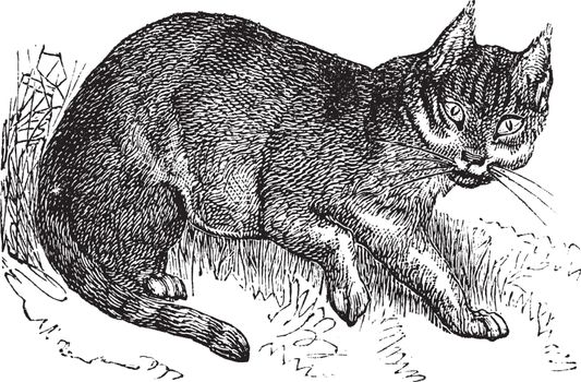 Wildcat vintage engraving