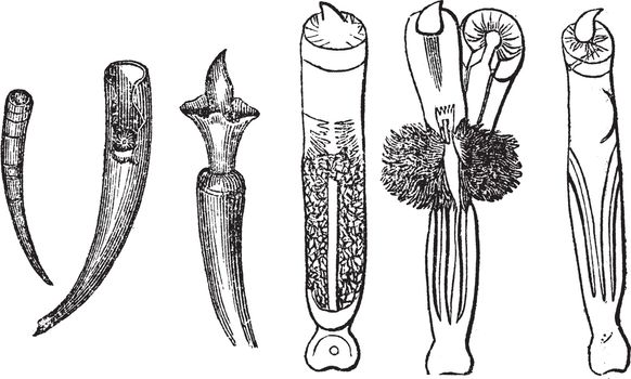 Tusk Shells or Dentalium entalis, vintage engraved illustration