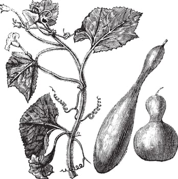 Calabash or Lagenaria vulgaris vintage engraving 