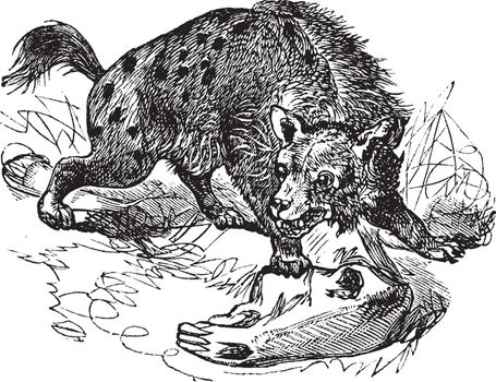 Spotted Hyena or Crocuta crocuta vintage engraving