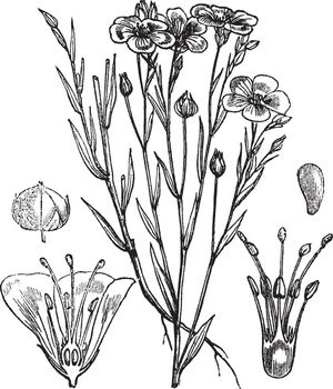Common flax or Linseed vintage engraving