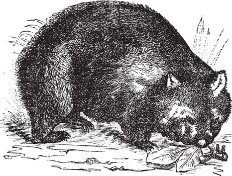 Common wombat or Vombatus ursinus vintage engraving