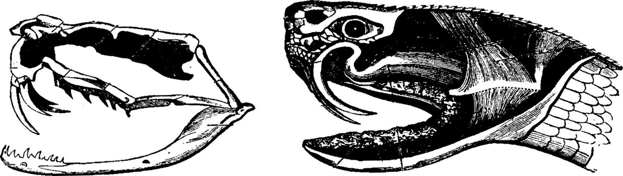 A. Skeleton of the head of a poisonous snake, B. Head of a venom