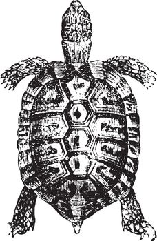 Greek tortoise or spur-thighed tortoise, vintage engraving.