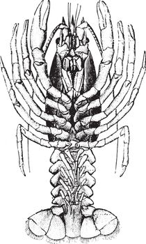 Crayfish, vintage engraving.