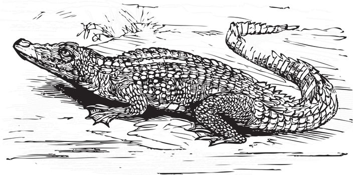 Saltwater crocodile engraved illustration